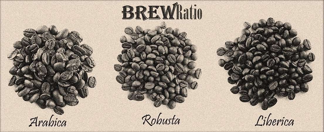 Arabica vs Robusta