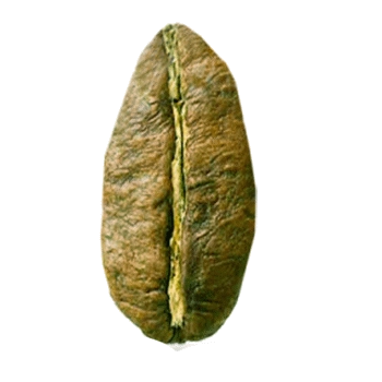 Coffea Liberica coffee beans