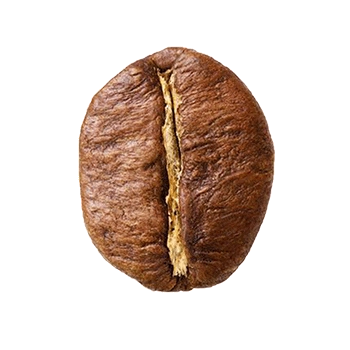 Coffea Canephora Robusta coffee beans
